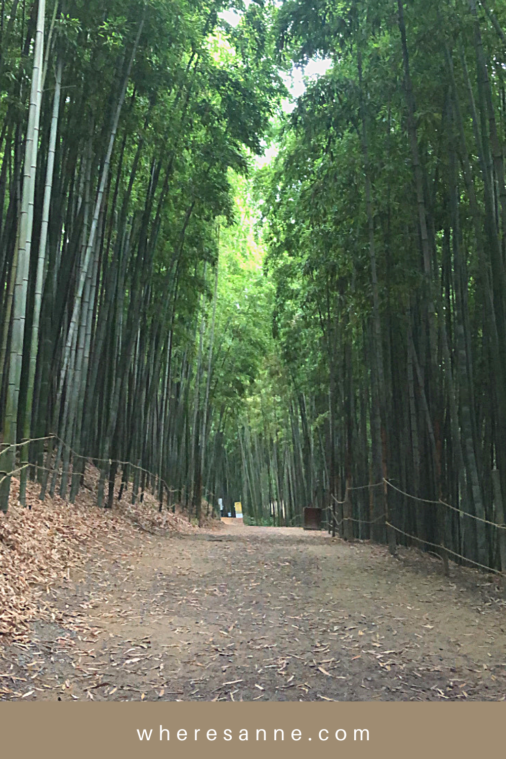 Damyang bamboo forest