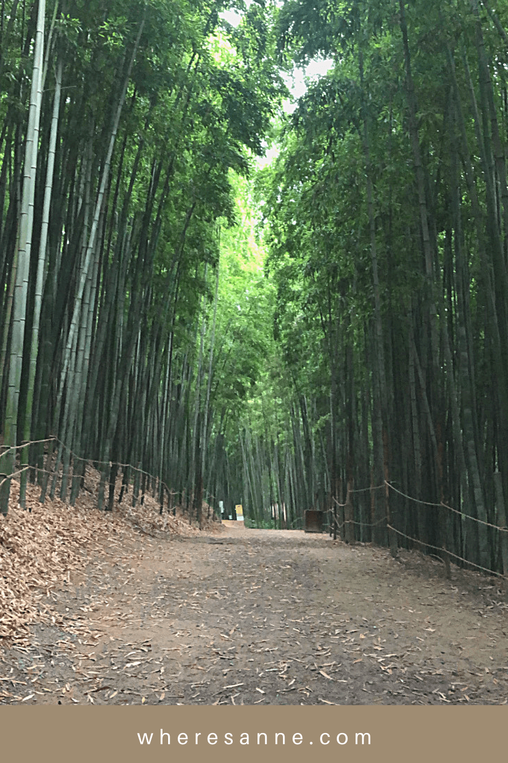 Where's Anne South Korea Damyang bamboo forest